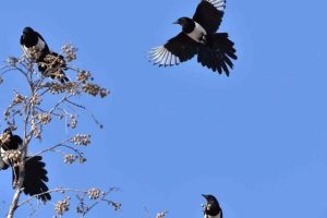 七绝喜鹊与乌鸦的区别