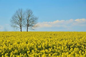 乡土散文庄稼地里的花