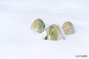 三九天，东北人不怕冷