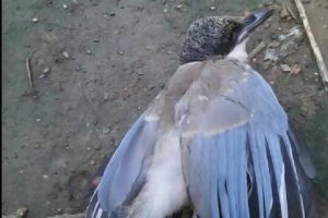 见过拥有蓝色羽毛——灰喜鹊