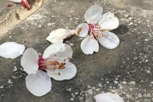 以过客之名,记住那一瓣花瓣飘来的方向