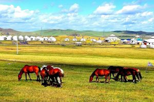 放牧，也是一种修行