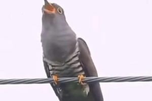 小时候田间地头听到“算黄算割”叫声的鸟原来长这样