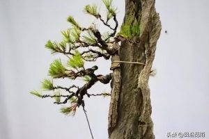 盆景入门，不会选择树桩造型，那是没有牢记这4点