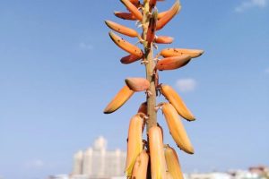 农家阳台，冬日里春华秋实，看了觉得开心就好