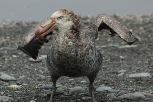 山海经里的“鹱”——巨型海燕你们囫囵吞枣，我是“鹱”仑吞肉